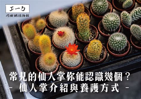 球狀仙人掌|發現仙人掌的世界：全面的仙人掌圖鑑與品種查詢 – 植物盆栽綠寶典